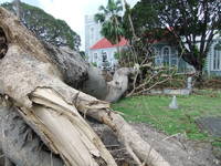 Sandbox tree at St. Mary&rsquo;s after Hurricane Tomas