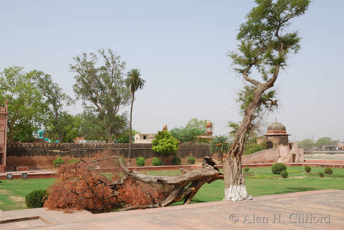 Broken tree at Itimad-ud-Daulah&rsquo;s tomb