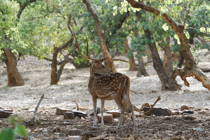 Axis deer at Ranthambhore