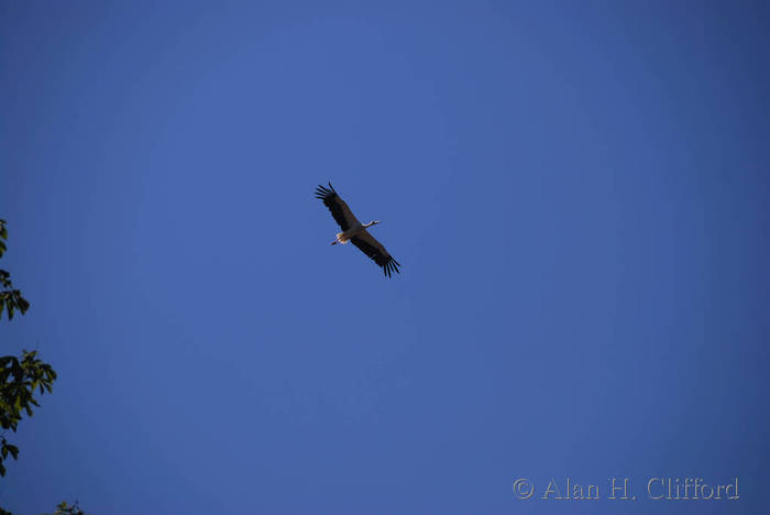 A stork at the Parc de l&rsquo;Orangerie, Strasbourg