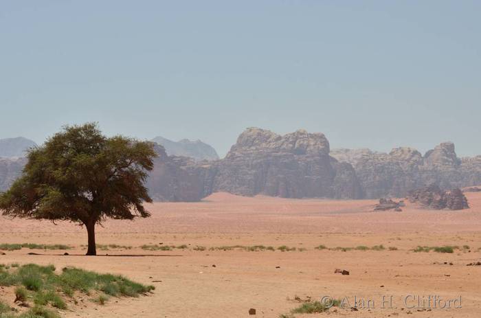 Tree near Lawrence&rsquo;s Spring