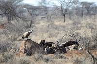 Vultures eating a dead elephant