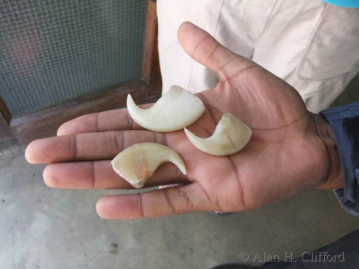 Claws from the lion that killed Superintendant Ryall