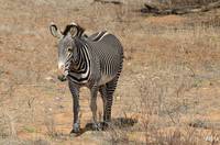 Grevy&rsquo;s zebra