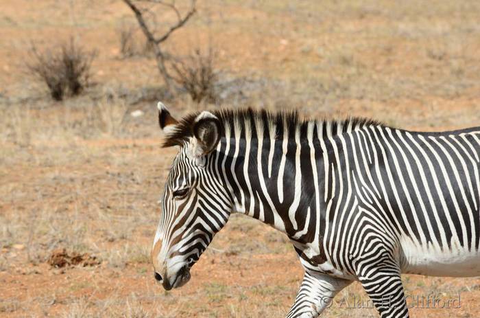 Grevy&rsquo;s zebra