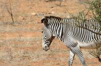 Grevy&rsquo;s zebra
