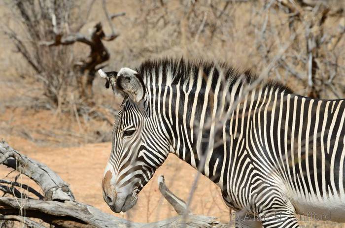 Grevy&rsquo;s zebra