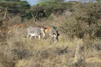 Grevy&rsquo;s zebra and impala