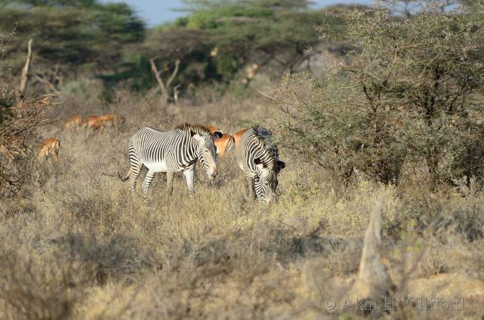 Grevy&rsquo;s zebra and impala
