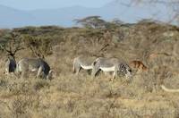 Grevy&rsquo;s zebra