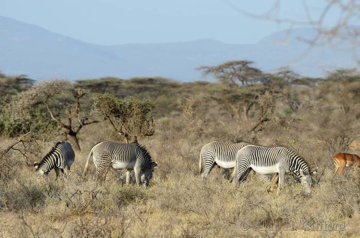 Grevy&rsquo;s zebra
