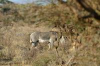 Grevy&rsquo;s zebra