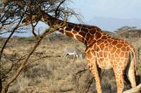 Reticulated giraffe and Grevy&rsquo;s zebra