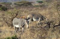 Grevy&rsquo;s zebra