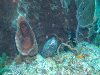 Spotted Moray