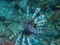 Lionfish