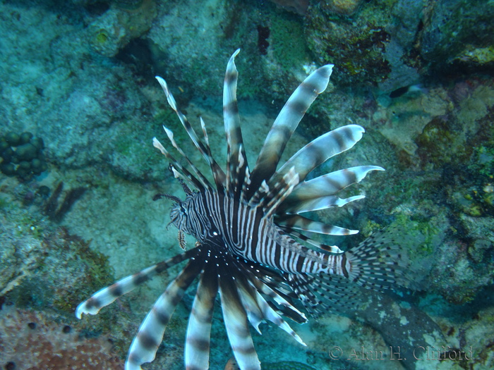 Lionfish