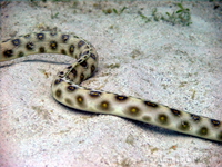 Sharptail Eel