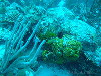 Whitespotted Filefish