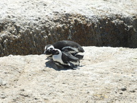 In flagrante delicto