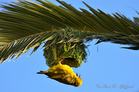 Weaver Bird