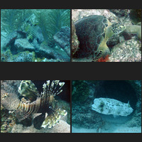 Auto white balance with the Gimp